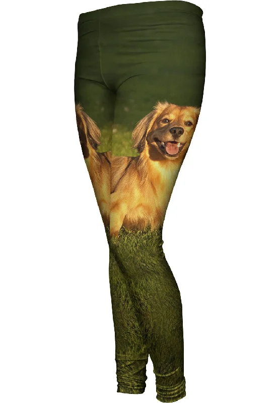 Fashionable Ease Dachshund Laying Around
